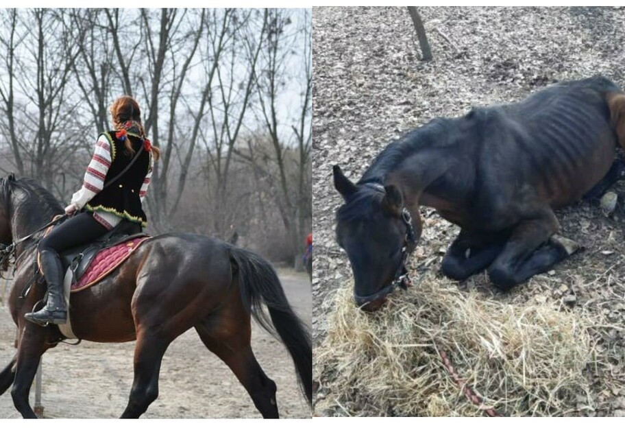 В Киеве в музее Мамаева слобода погибли три лошади – что случилось - фото 1