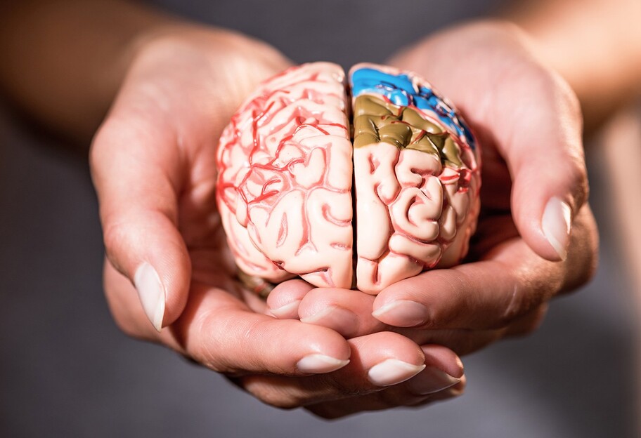 Google создал 3D-модель частицы человеческого мозга – видео - фото 1