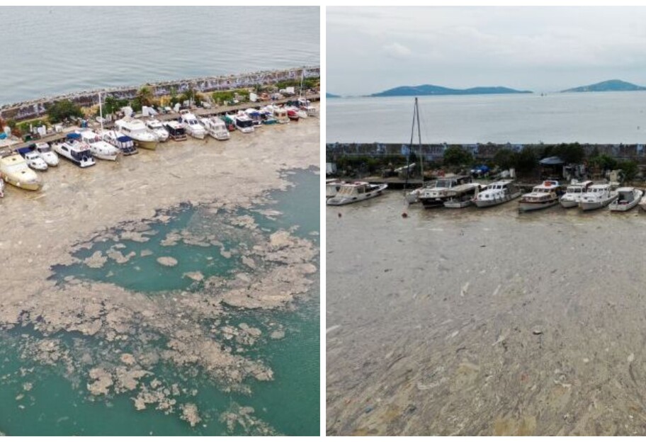 Морская слизь у берегов Турции - морским жителям грозит вымирание - видео - фото 1