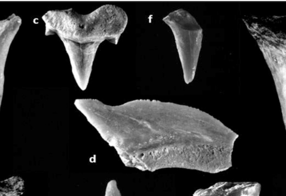 В Израиле нашли клад с зубами доисторическими акулами - фото - фото 1