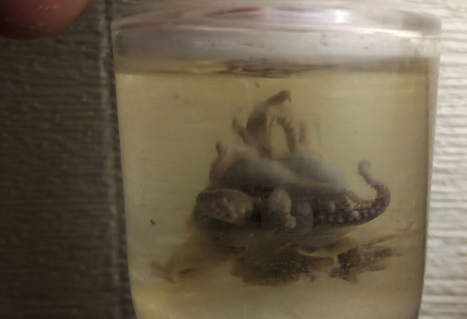 На раскопках в Одессе обнаружили 100-летнего осьминога, фото - фото 1
