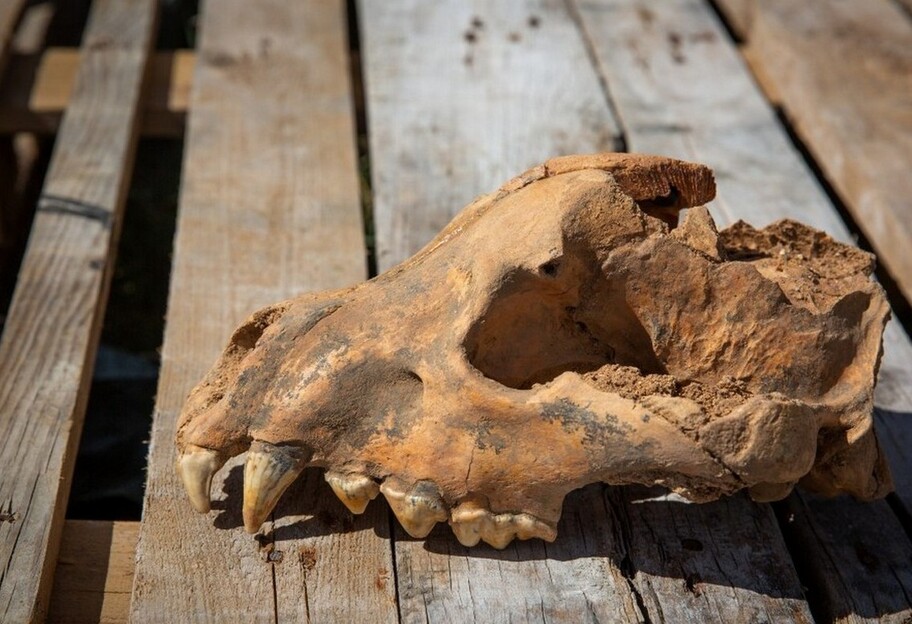 В Крыму нашли череп древней гиены - фото - фото 1