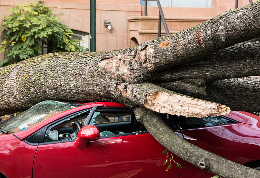Непогода в Киеве повалила деревья - пострадали три авто, видео  - фото 1