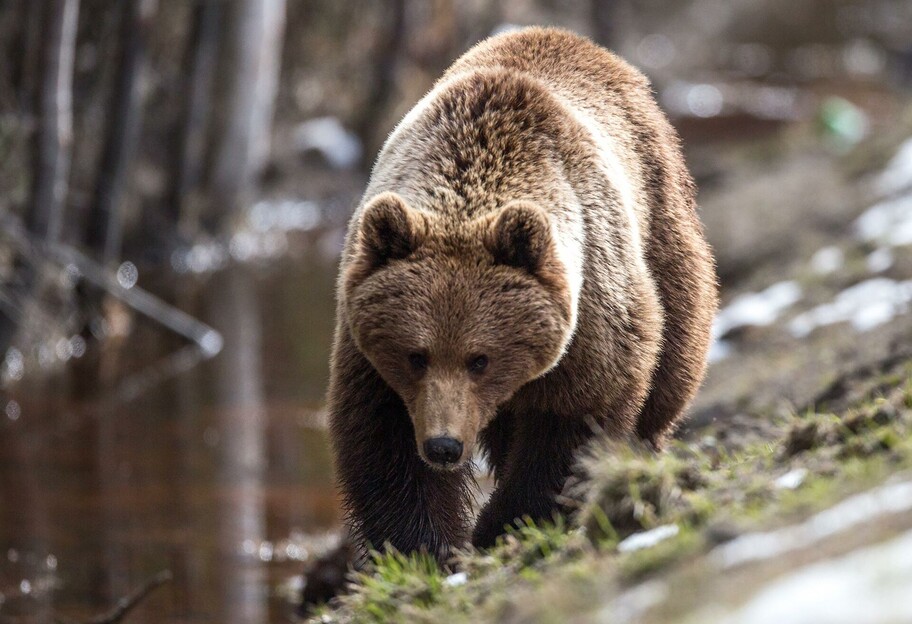 В России на мужчину напал медведь – он спасся благодаря записке – фото - фото 1