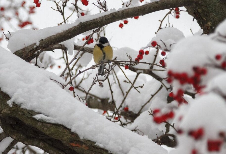 Погода 16 января в Украине - мороз без осадков  - фото 1