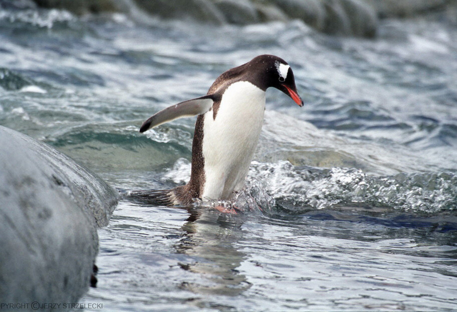 Ученые показали видео охоты пингвина, снятое от первого лица  - фото 1