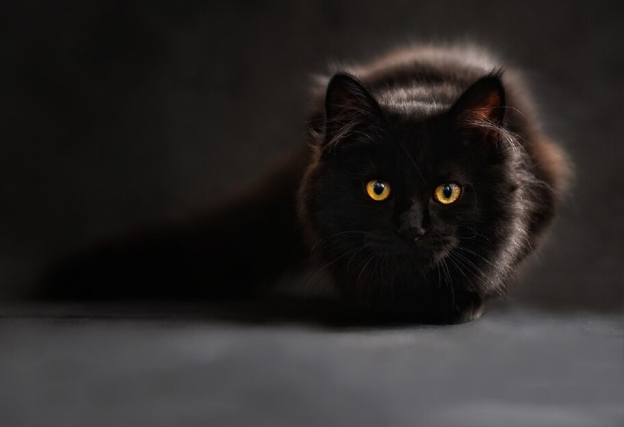Исследование кошек - французские ученые выяснили, слышат ли питомцы хозяев - фото 1