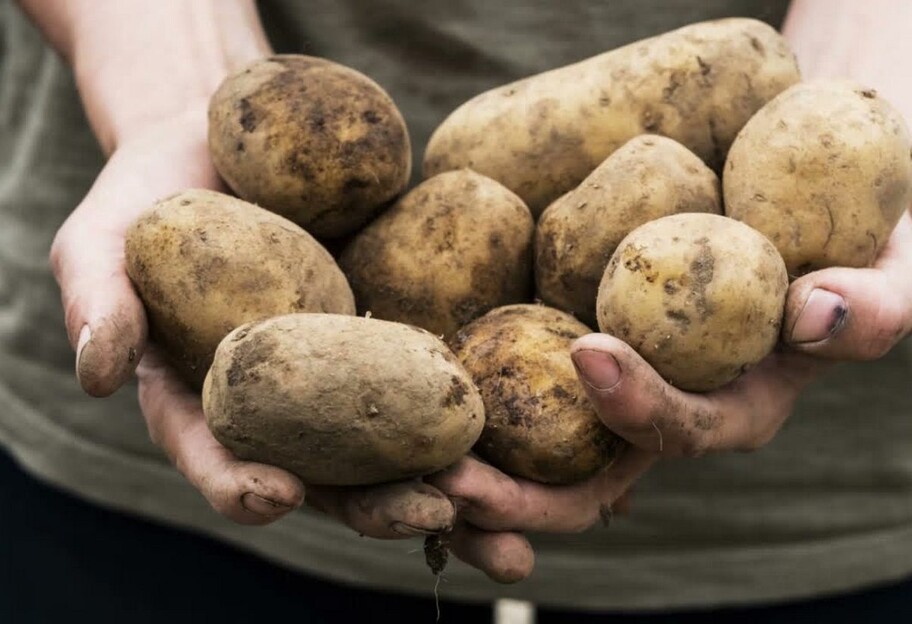 Безопасно ли есть проросший картофель - диетолог дала четкий ответ - фото 1
