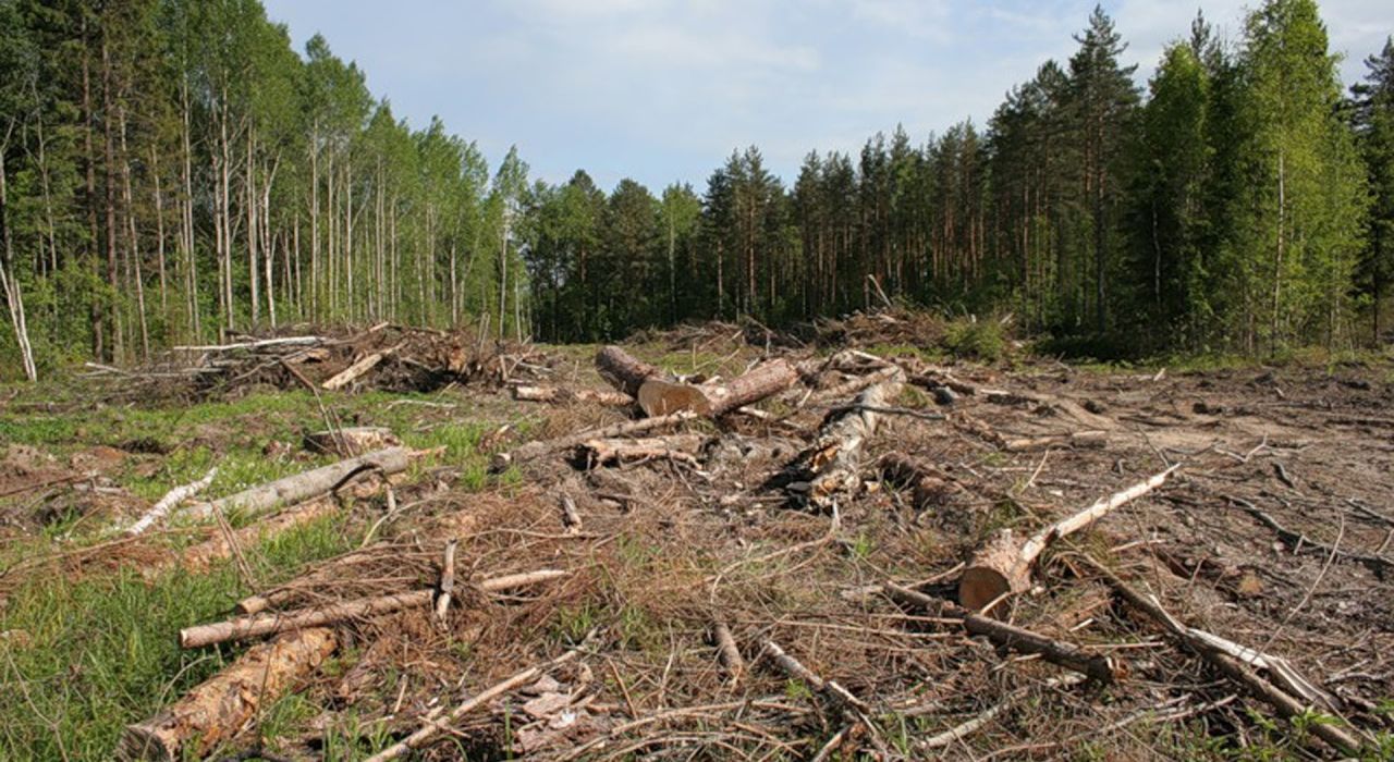 Правозащитник о вырубке леса и фальсификациях в расследовании Earthsight