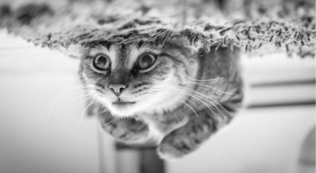 Всемирный день кошек: 7 малоизвестных фактов о ваших питомцах