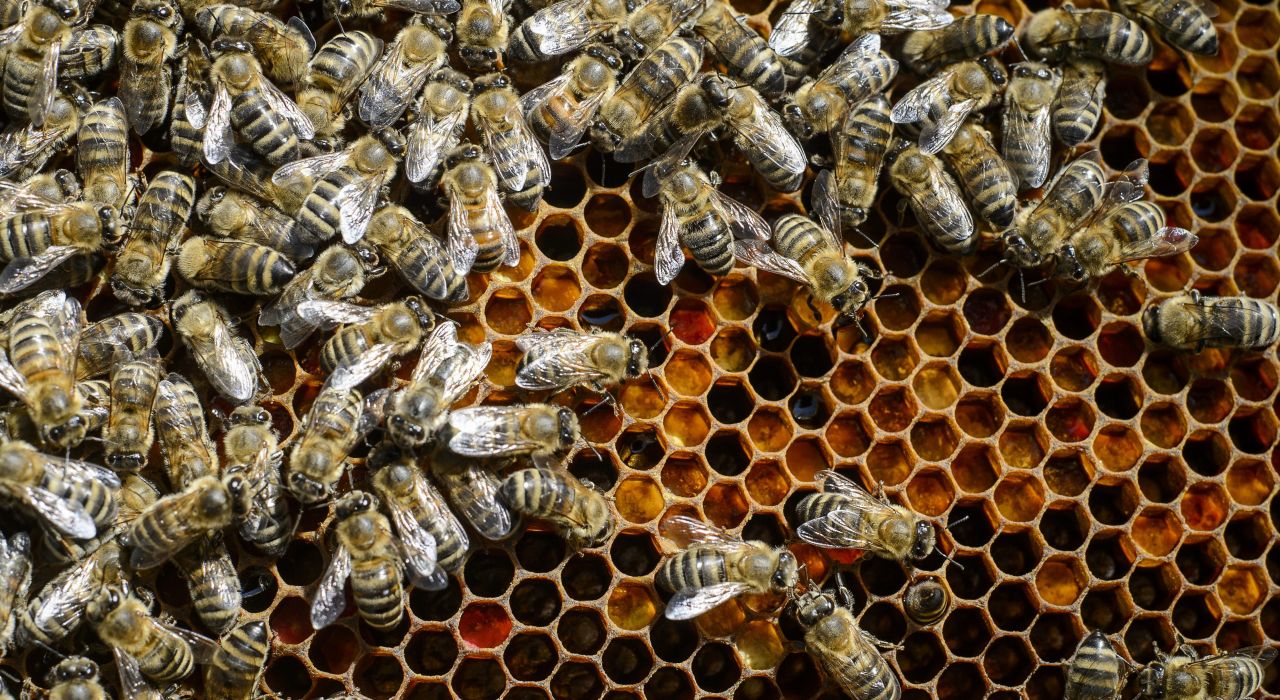 Как пчелы влияют на создание искусственного интеллекта