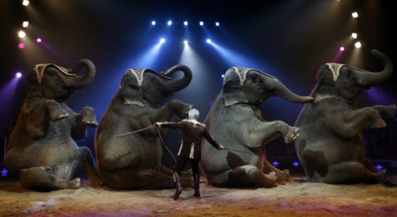 Цирк приедет, животные – нет: в Киеве запретили шапито с животными