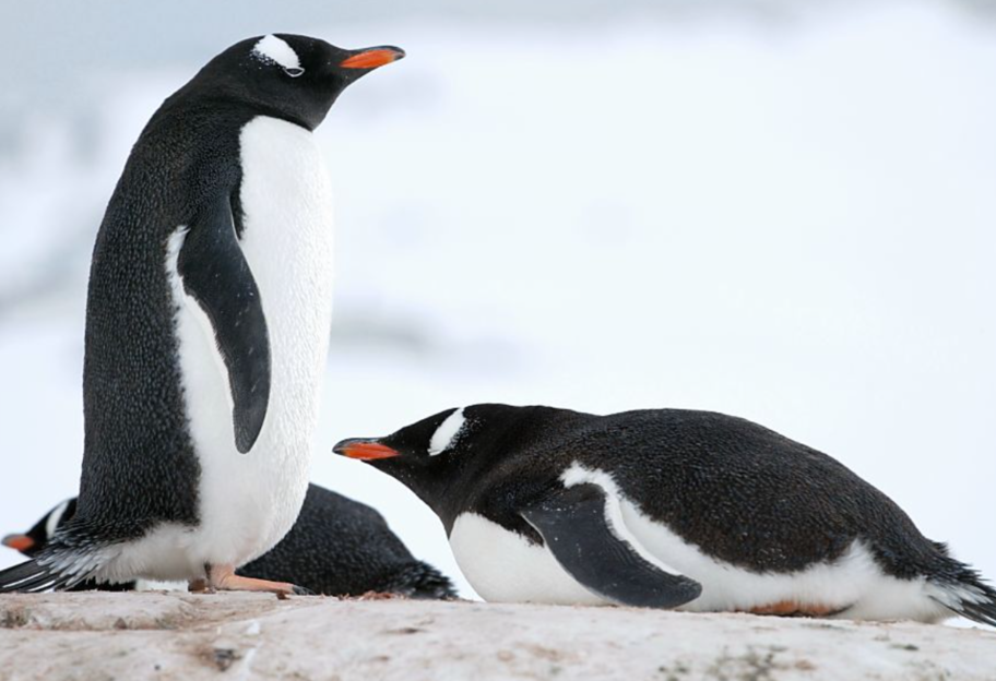 Климатический кризис - пингвины изменили свои ареалы гнездования из-за глобального потепления - фото 1